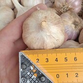 часник озимий домашній , фракція 3,5-5,0 см