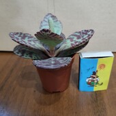 Каланхоэ