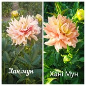 Фото №3