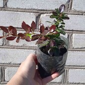 барбарис Red Jewel, 1,5 річн. у горщику 0,4 л ( той що на фото) 