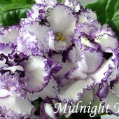 Midnight twist -вкорінений листочок