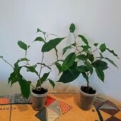 Фікус Бенджаміна Екзотика(Бенджаміна ‘Exotica’)
