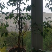 Фікус Бенджаміна