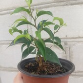 Фікус Бенджаміна