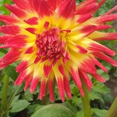 Жоржина √32