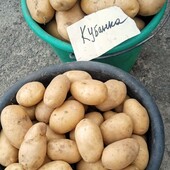 Насіннева картопля Кубанка