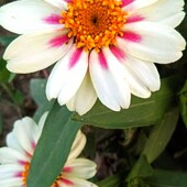 Насіння цинії Захара Старлайт Роуз