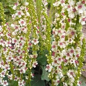 Насіння Вербаскума