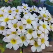 Oxalis obtusa Spodumene пора саджати