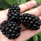 5 шт ! Бесшипная крупная ежевика Полар. Черенки 5 шт лот