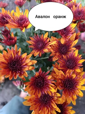 Фото №1
