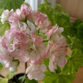 Пеларгонія розибудна