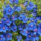 Анагалліс крупноквітковий. Квітне з червня по вересень.