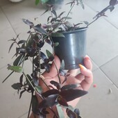 Традисканція