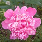 Пион ярко-розовый (корневище)