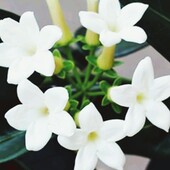 Стефанотіс, або мадагаскарський жасмин