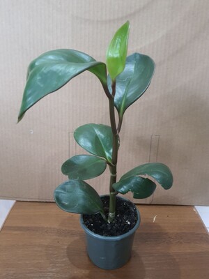 Фото №1 class=