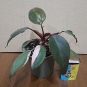 Филодендрон