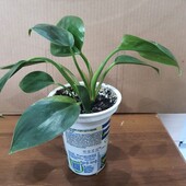 Филодендрон. Зелёная Королева.