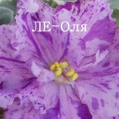 ЛЕ-Оля -вкорінений лист