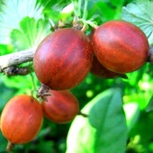 Саджанець аґрусу "без шипів".