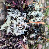 Свіжозріз Королівської бегоній