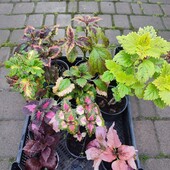 Набір Колеусів