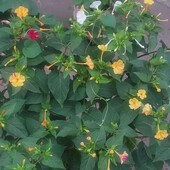 Семена ночной красавицы, 35 шт