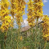 Асфоделіна жовта, у лоті  поділка