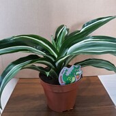 Драцена "Джейд Джевел" (Dracaena fragrans 'Jade Jewel')