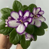 Балчуг Протеже - спорт , квітуча