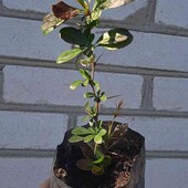 барбарис Red Jewel, 1,5 річн. у горщику 0,6 л ( як на фото), висота 20 +см