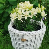 Кашпо корзина з ротангу 20 л у білому колірі