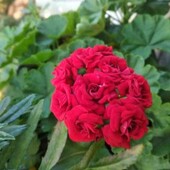 Пеларгонія Botans Roda