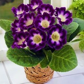 Глоксинія Hollywood