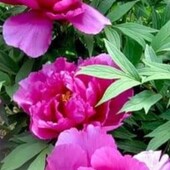 Пінововидні піони