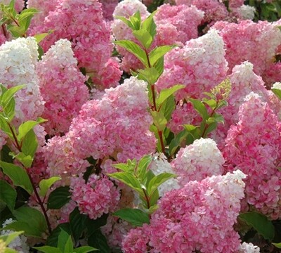 Фото №1 class=