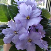 Голубоглазая - дітка- цвіте