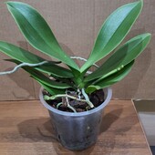 Орхидея фаленопсис. Цвет сюрприз