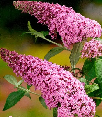 Фото №1 class=