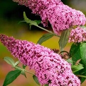 Будлея Давида "Pink Panther" 35/40