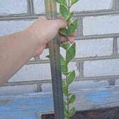 бірючина сортова Ауреаварієгата, 1,5 річн. у горщику 0,5 л