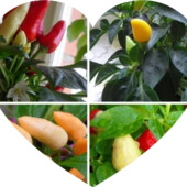 перец комнатный разноцветный капсикум, стручковый , отросток 1 шт.