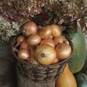 Цибуля домашня, лот 5 кг