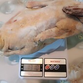 Молода домашня індо качка