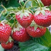 10 шт Посадочный материал Клубника дуже солодка