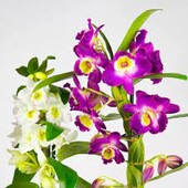 Ароматна орхідея Дендробіум Nobile - материнська гілка із зростаючою дитинкою.