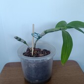 Дендробіум