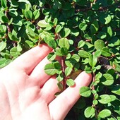 кизильник Даммера у горщику 0,4 л