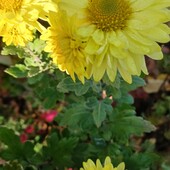 Хризантема жовта